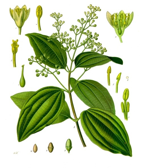 Cinnamomum Zeylanicum