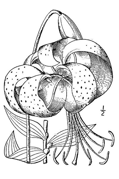 Lilium Lancifolium Illustration