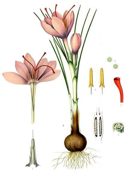 Crocus Sativus