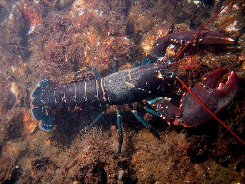 Der europäische Hummer (Homarus Gammarus)