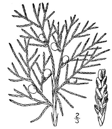 Virginischer Wacholder (Juniperus virginiana) Zeichnung