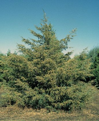 Virginischer Wacholder (Juniperus virginiana)