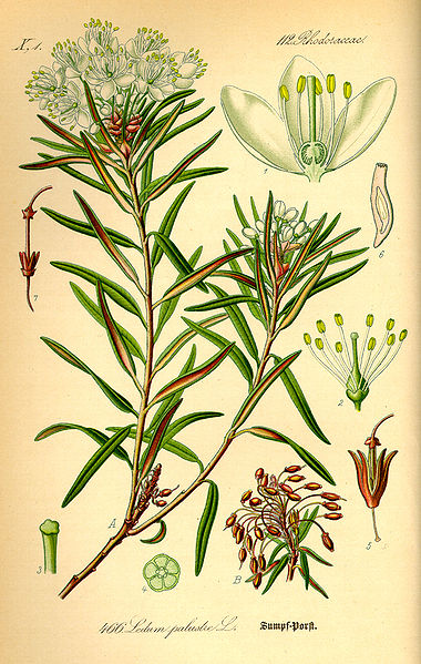 Skizze des Rhododendron tomentosum