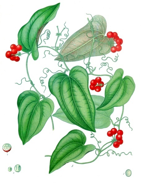Sarsaparilla Officinalis