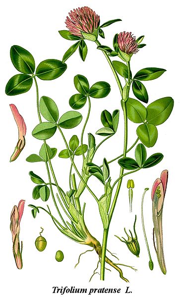 Trifolium Pratense