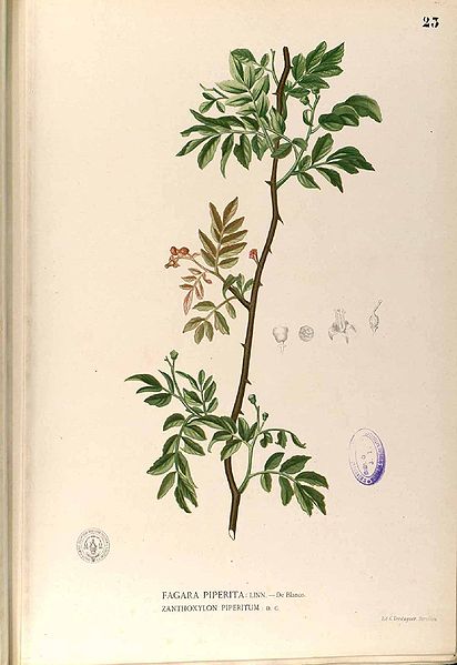 Zanthoxylum piperitum