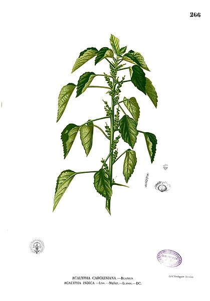 Acalypha indica