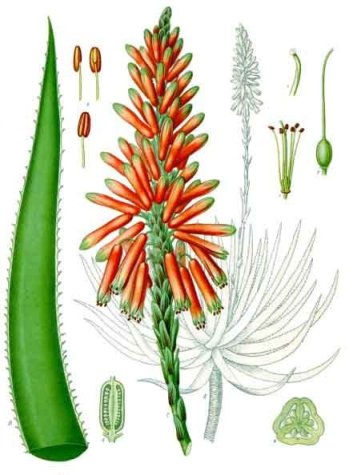 Illustration der Aloe Succotrina