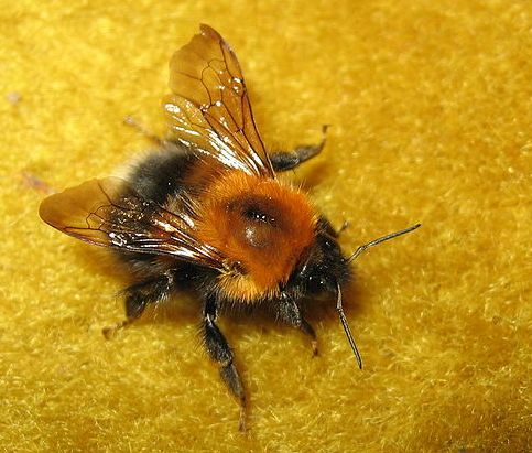 Honigbiene auf gelben Hintergrund