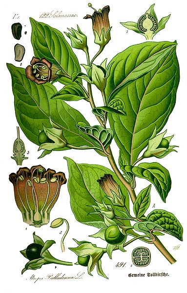 Atropa belladonna
