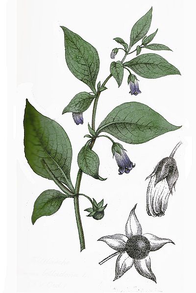 Skizze der Schwarze Tollkirsche 