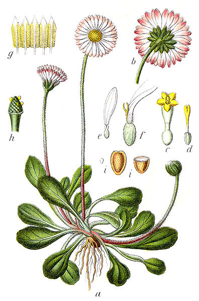 Illustration Gänseblümchen