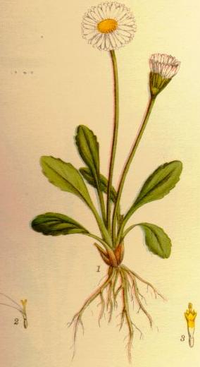 Historische Zeichnung von einem Gänseblümchen