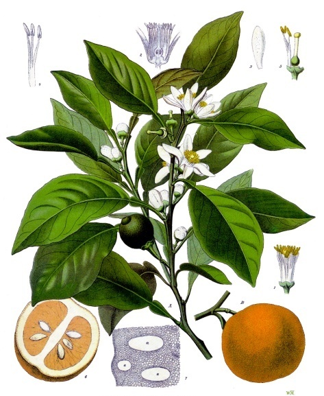 Citrus Aurantium