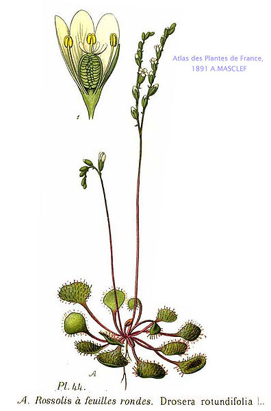Illustration von Drosera rotundifolia