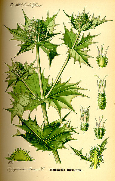 Illustration von Eryngium-maritimum