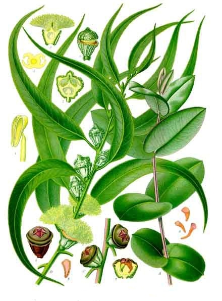 Illustration von Eucalyptus globulus