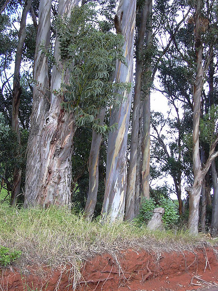 Foto Eucalyptus-globulus (Forest & Kim Starr)