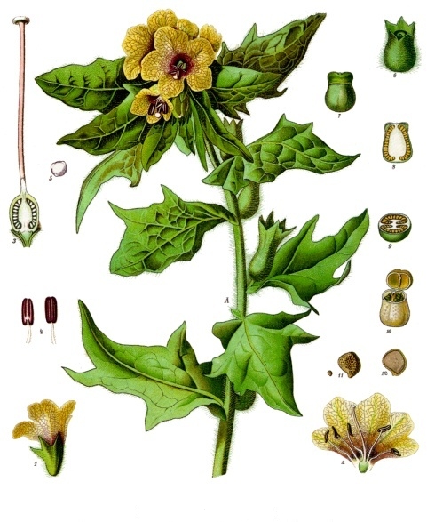 Hyoscyamus niger
