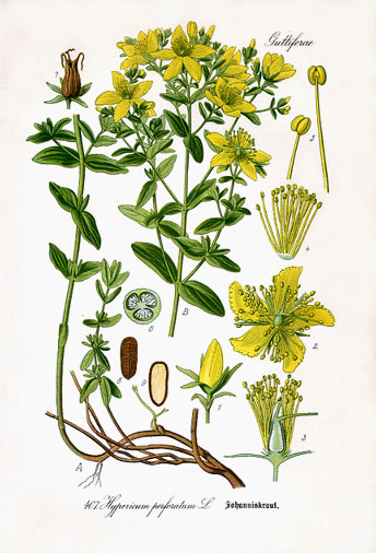 Hypericum Perforatum