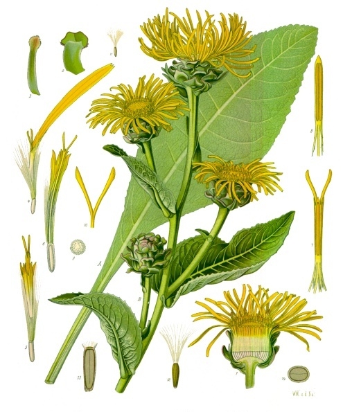 Inula Helenium