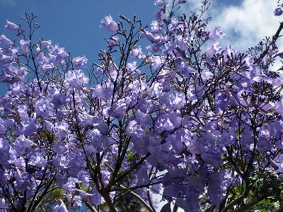 Jacaranda mimosifolia Jacaranda mimosifolia