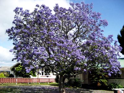 Jacaranda Gualanday Jacaranda_Gualanday