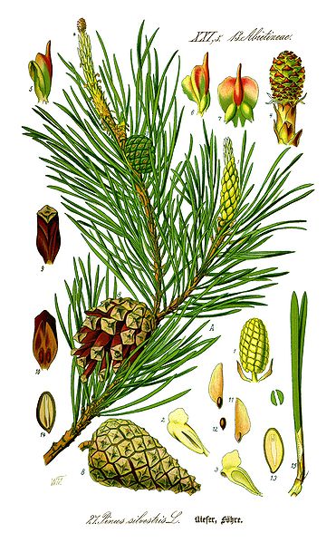 Pinus Silvestris
