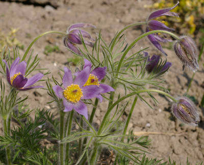 Pflanze Pulsatilla 