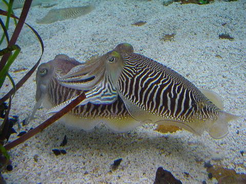 Der gewöhnliche Tintenfisch im Aquarium