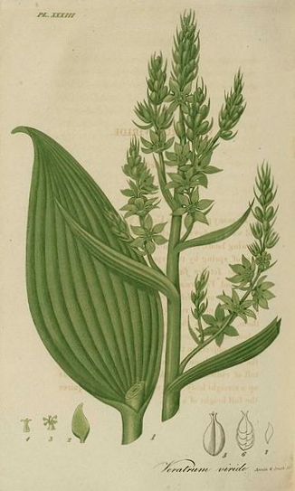 Veratrum Viride