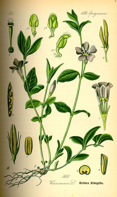 Illustration der Vinca Minor