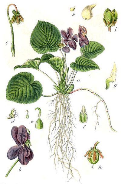 Viola odorata (Illustration)