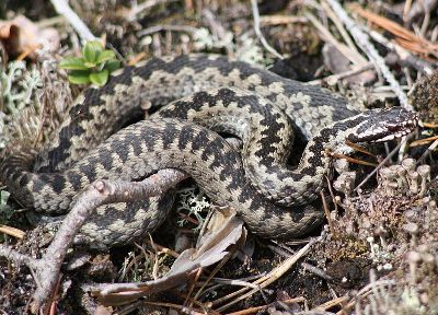 Das Gift der Kreuzotter als Ausgangsbasis für das homöopathische Mittel Vipera Berus